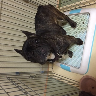 引越しのため里親募集