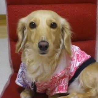 急募！ミニチュアダックス