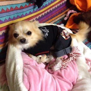 ロングコートチワワ