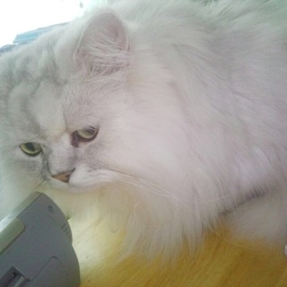 ペルシャ、チンチラ