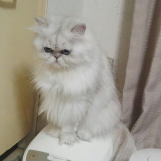 ペルシャ、チンチラ