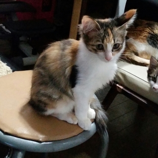 ミケちゃん生後３ヶ月