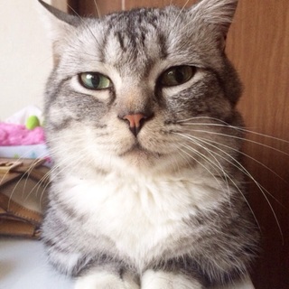 甘えん坊のマンチカン！