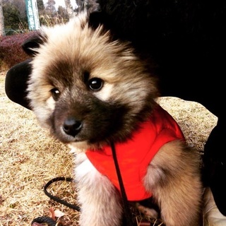 雑種♀3ヵ月齢のユキ♡ご家族さま決定！