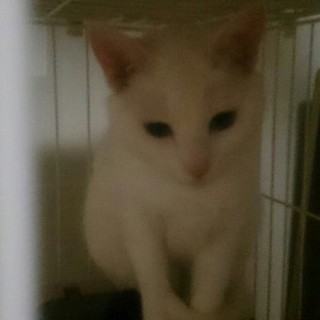 真っ白な可愛い女の子