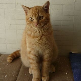 ★甘ったれお嬢さん、ちゃぴこ★