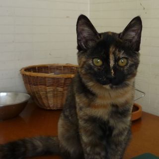 ★美少女サビ猫わかめちゃん★