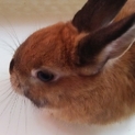 うさぎ（ネザーランドドワーフ）里親さま募集