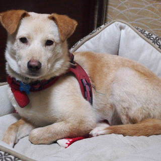 ラブのような男の子『イーヨー』です