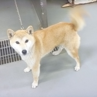 おしゃべりなマメ柴わんこです！