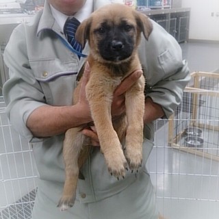 ☆ころころ可愛い鼻黒子犬　女の子☆