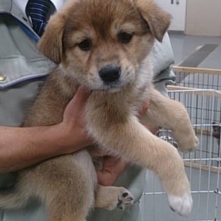 ☆ころころ可愛い子犬　女の子☆