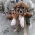 ☆ころころ可愛い子犬　女の子☆