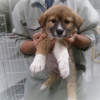 ☆ころころ可愛い子犬　女の子☆