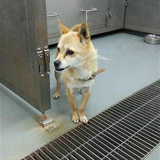 チワワ×柴わんこの女の子、よろしく！