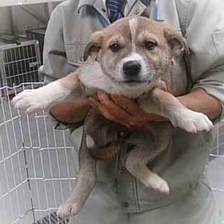 ☆薄いブラウンの毛並みがキレイな女の子☆