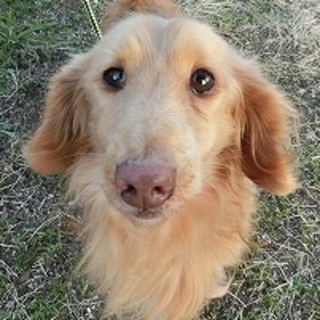 決定(*^_^*)！お家と家族を★懐っこいダックス