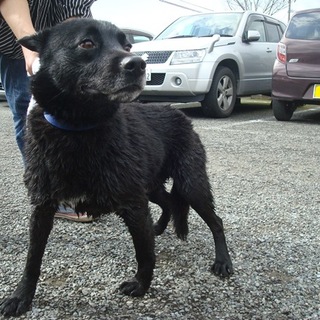 緊急募集！！野良暮らしが長かった4歳くらいの男の子