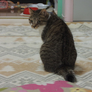 甘えん坊★ちぃちゃん