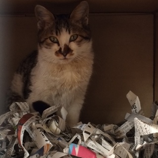 子猫ちゃん