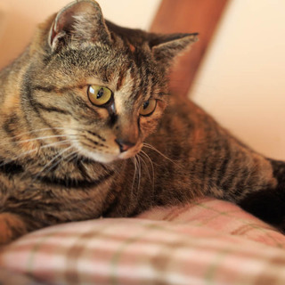 懐こいキジとらの２歳の女の子