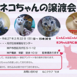 ニャンニャンニャンの日に譲渡会(=^・ｪ・^=)