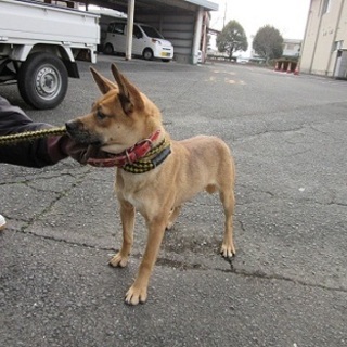 緊急募集！！人慣れしたミックスの女の子の家族募集