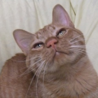 臆病チャトラくん生後１０ヶ月