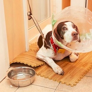 ポインターのポインちゃん