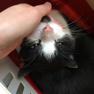 マスクマンその1　時間をかけてくださるご家族募集