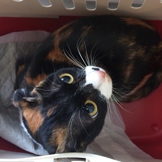 三毛のかすみちゃん　ご家族募集中