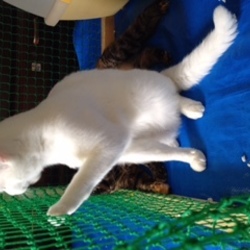 あっちになにかいる・・・・・