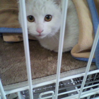 【大分】白猫　メス　１０か月　めちゃ甘えん坊！