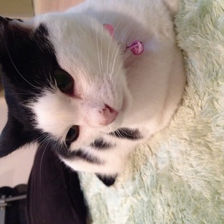 懐っこい子です。