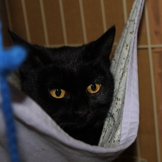 艶々美人黒子猫