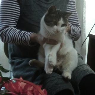 この子の家族になって下さい