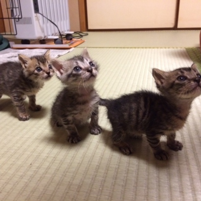 ＨＡＰＰＹ　ＴＡＩＬのカバー写真