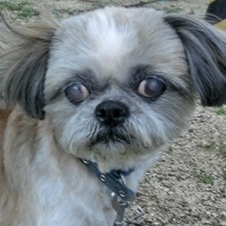 決定(*^_^*)★散歩で迷子？シーズー！