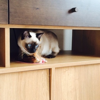 ☆里親募集（トンキニーズ／血統書付）