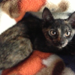 どなたかお願いします！生後3ヶ月です！