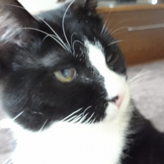 超甘えん坊の「あーちゃん（仮）」です。