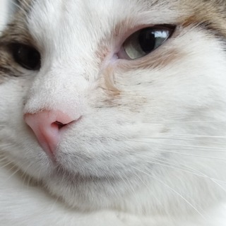 甘えん坊の「びーちゃん（仮）」です。