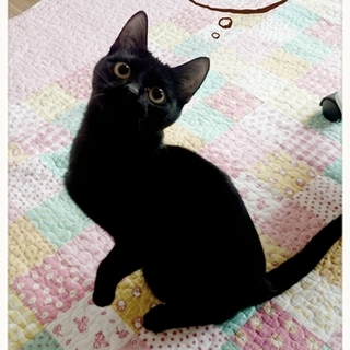 千葉県白井市より 黒猫の女子です！(生後6ヶ月位)