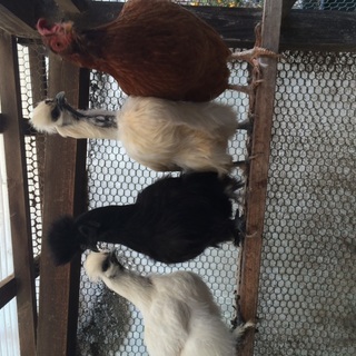 ウコッケイ雌５羽➕チャボ系雌１羽