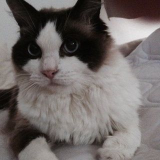 ラグドール 成猫です。