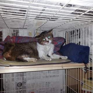 お外生活卒業し、穏やかな家猫生活始めた高齢猫