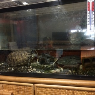 【カメ2匹の里親募集】