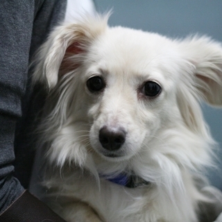 チワックスのルルちゃん　里親様募集