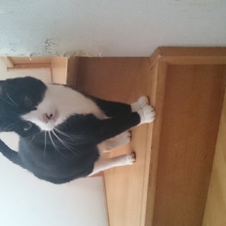 里親探しています