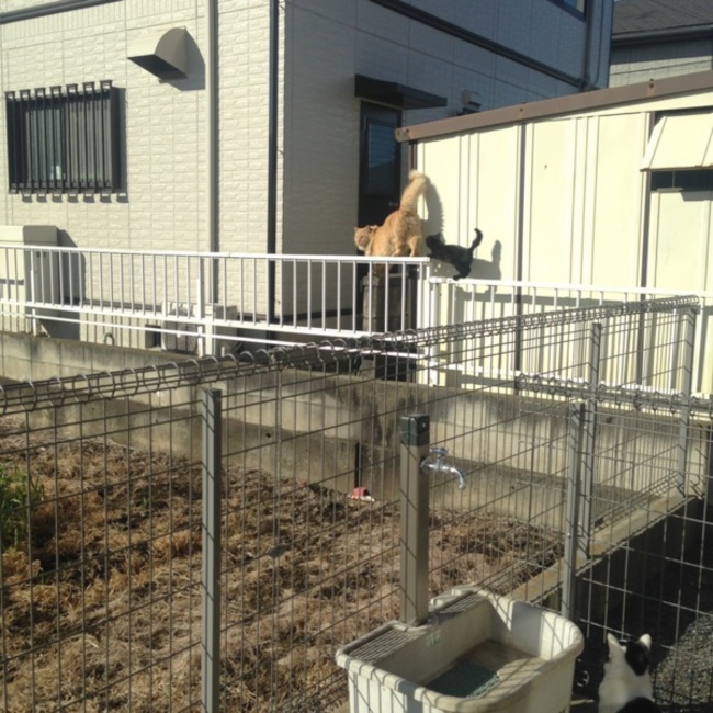 ハダのカバー写真